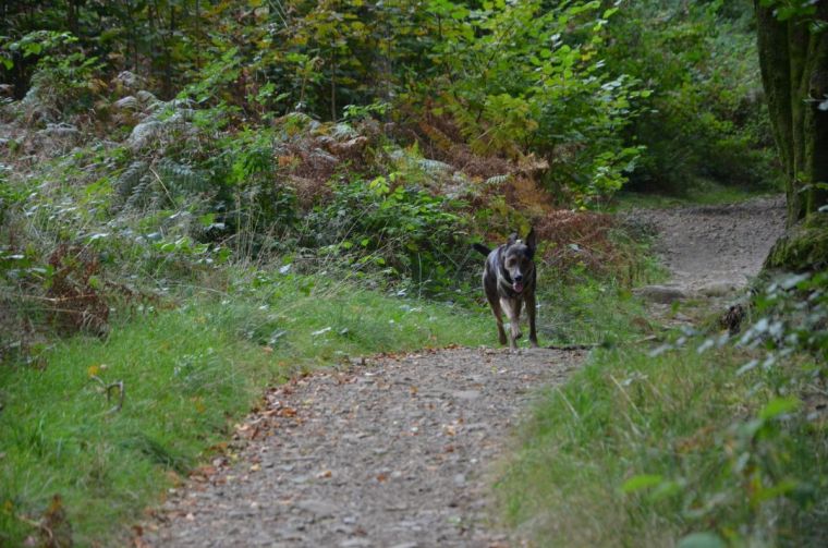 Dog running