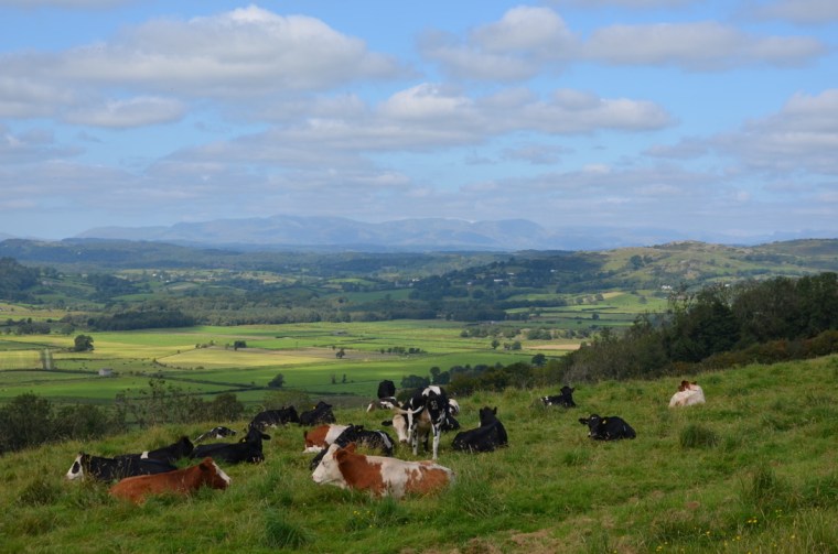 Cows enjoying the view on the lake district summits