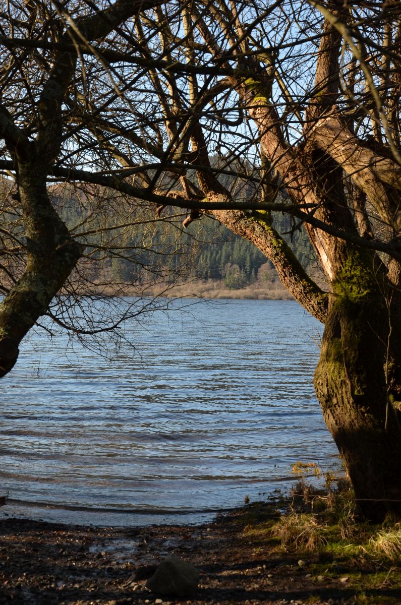 Shore of bassenthwaite lake by the lodges site