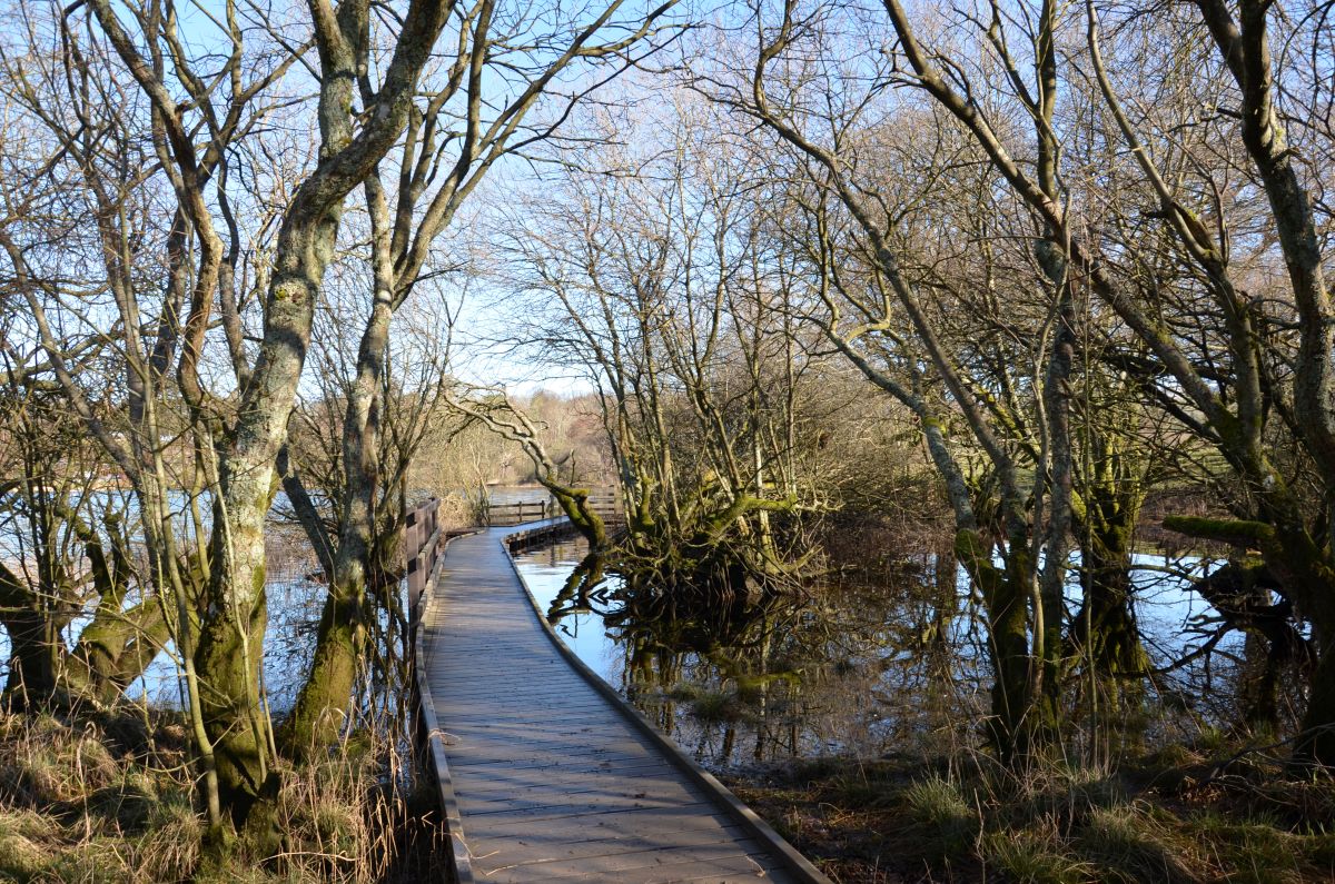 entering the walkway path on the shore of bassenthwaite lake
