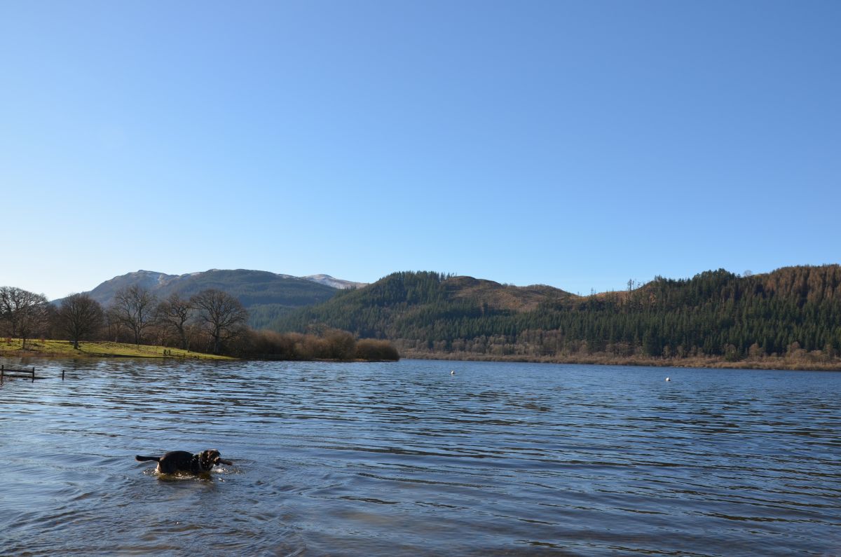 Dog playing in bassenthwaite lake