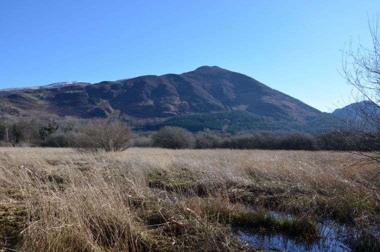field of wild grass by the shore of Bassenthwaite lake
