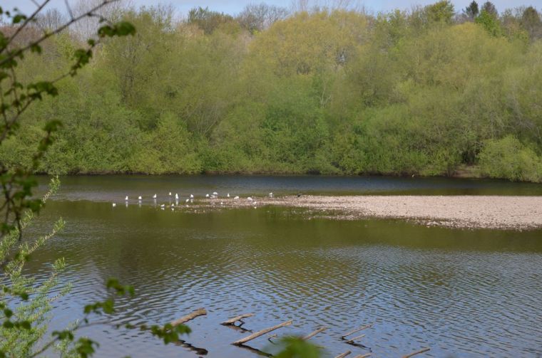Bird on the shore of the river Tyne near Hexham