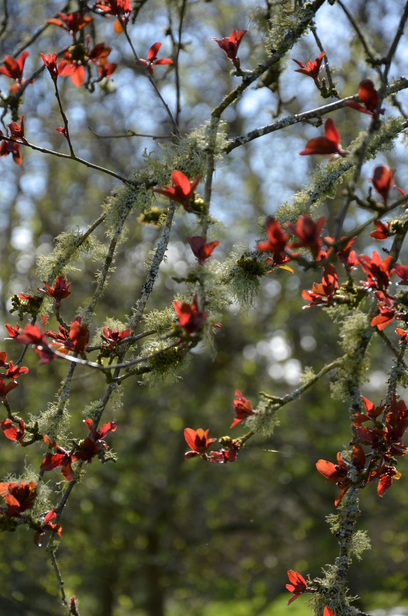 Flowers in a tree
