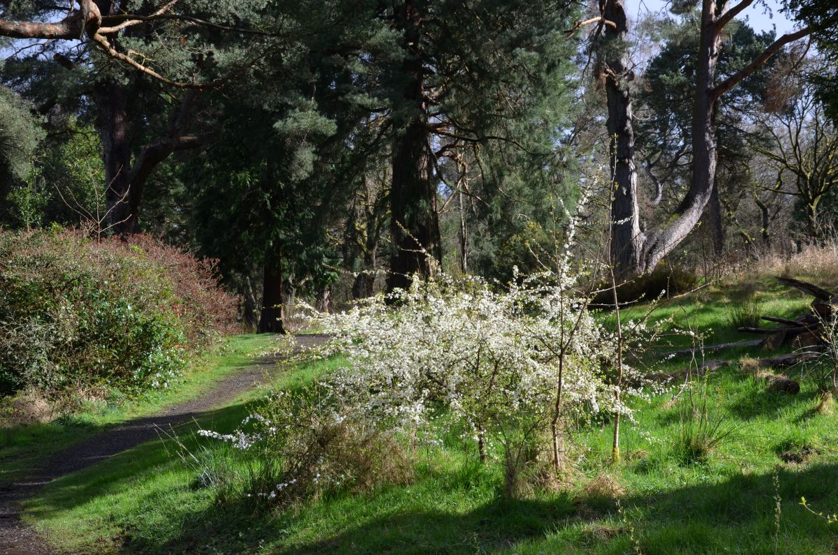 Little trees in Callendar Wood