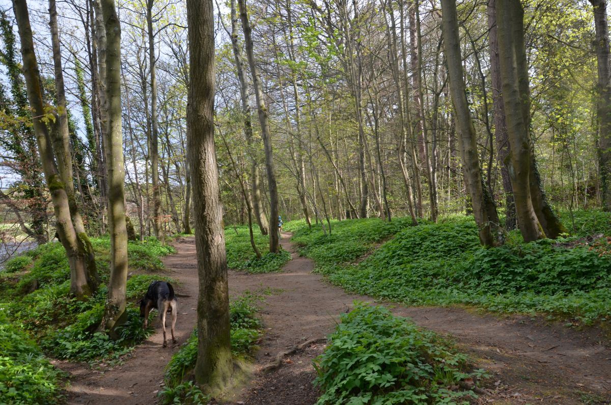 Wood in Corbridge by riverside