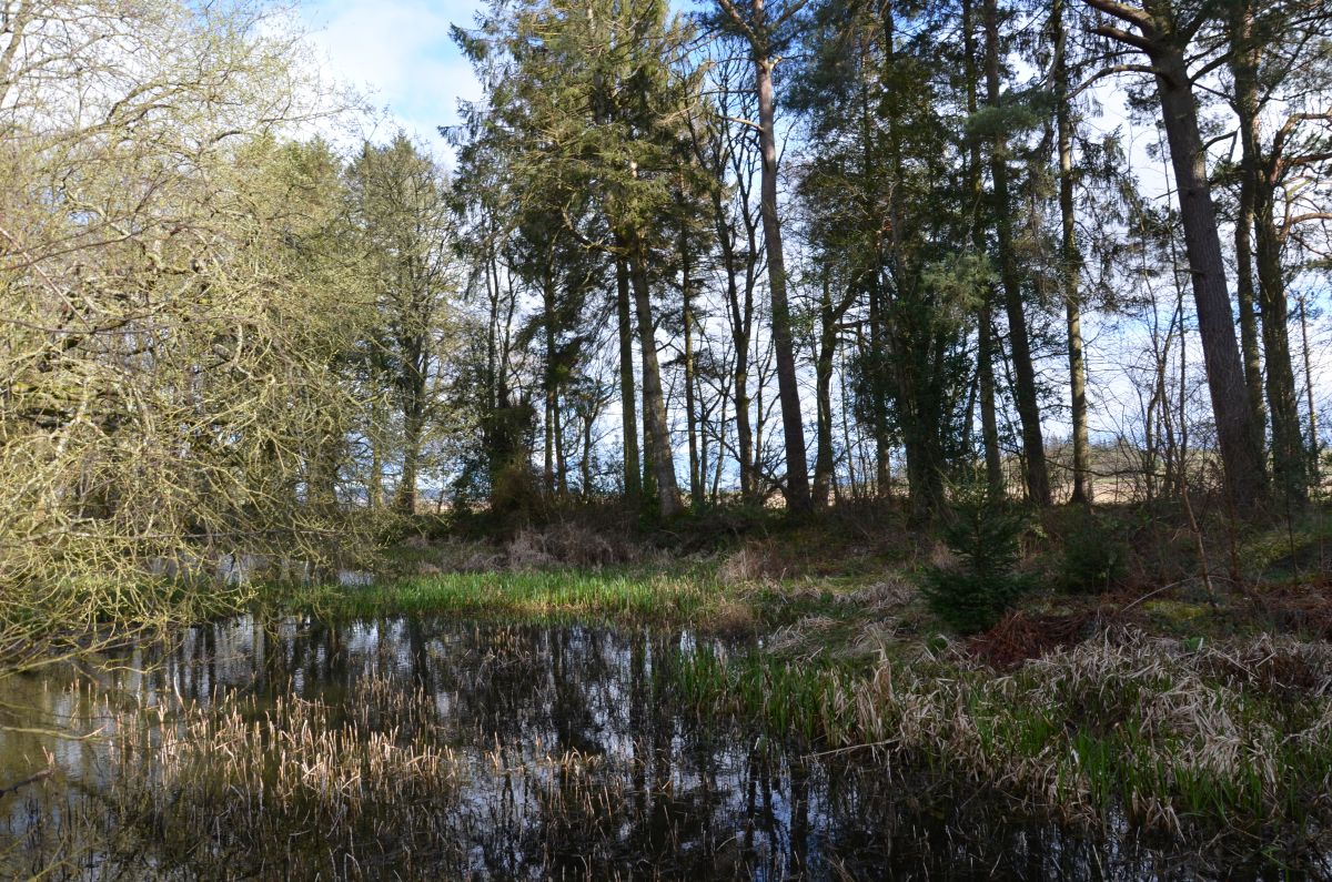 The pond in Dunmore estate