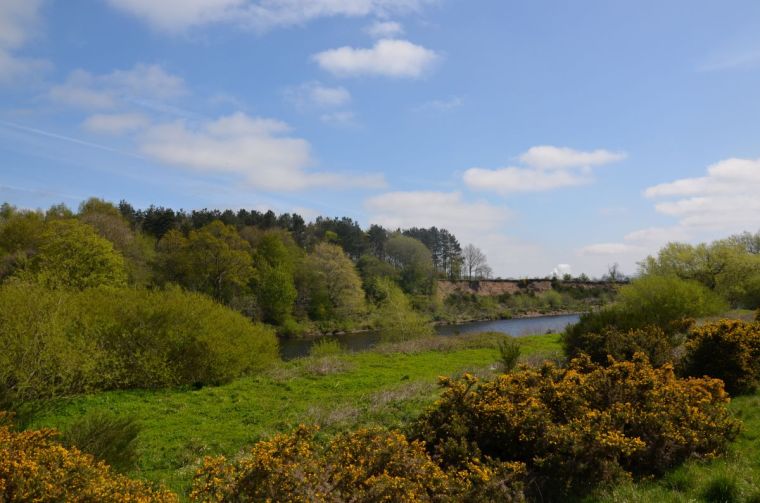 Spring flower along the river Tyne near Hexham