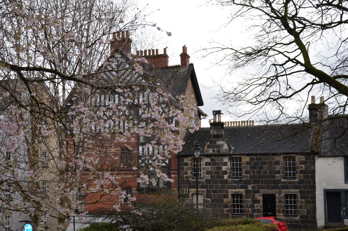 Cherry trees with old houses in Stirling