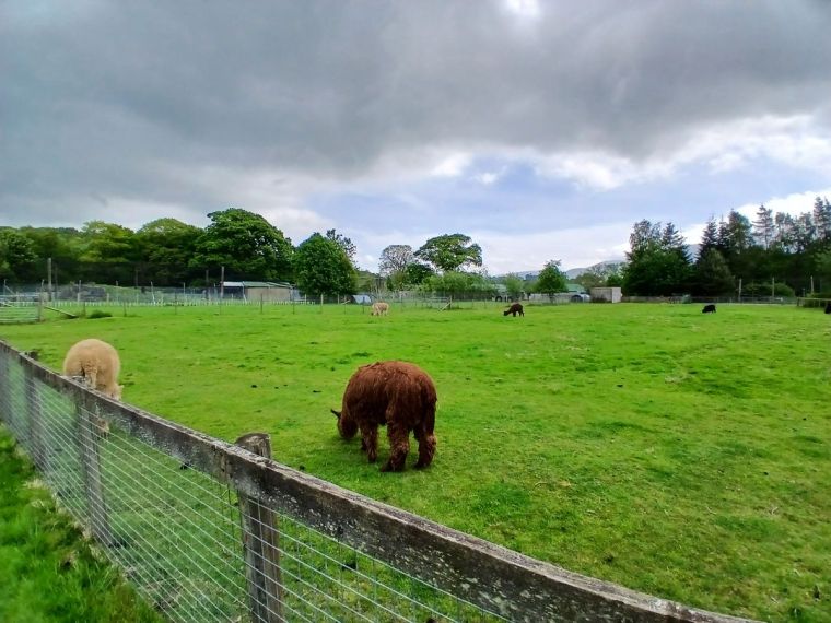 Alpacas at Lake District Wildlife Park