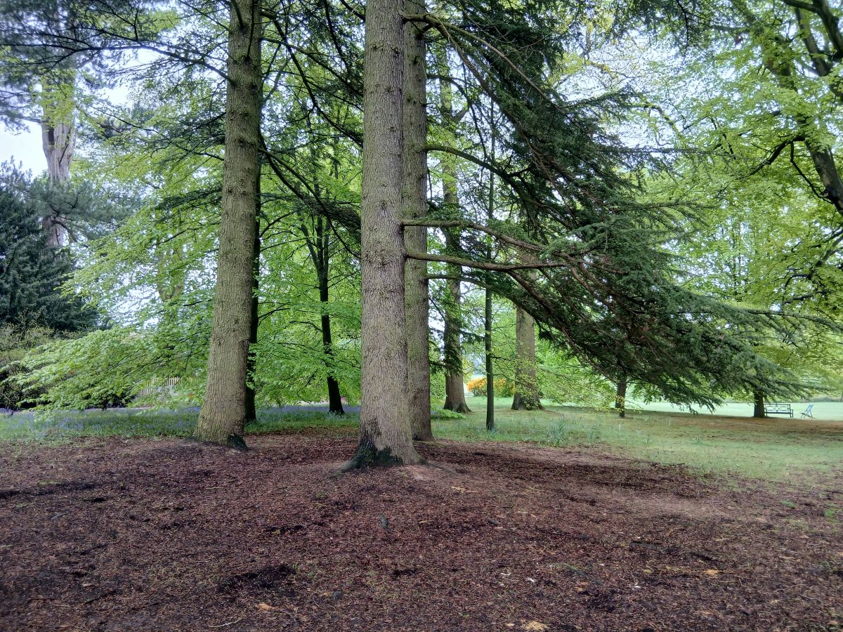 Bluebells in the wood of Kedleston