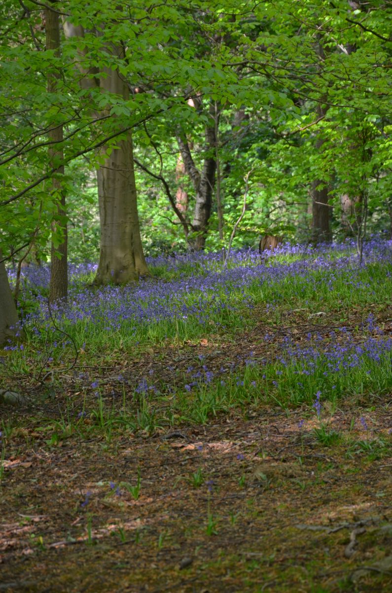 Bluebells in the estate of Hardwick