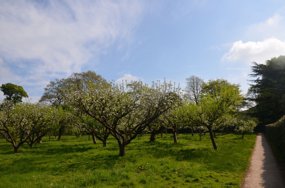 The orchard of Hardwick estate