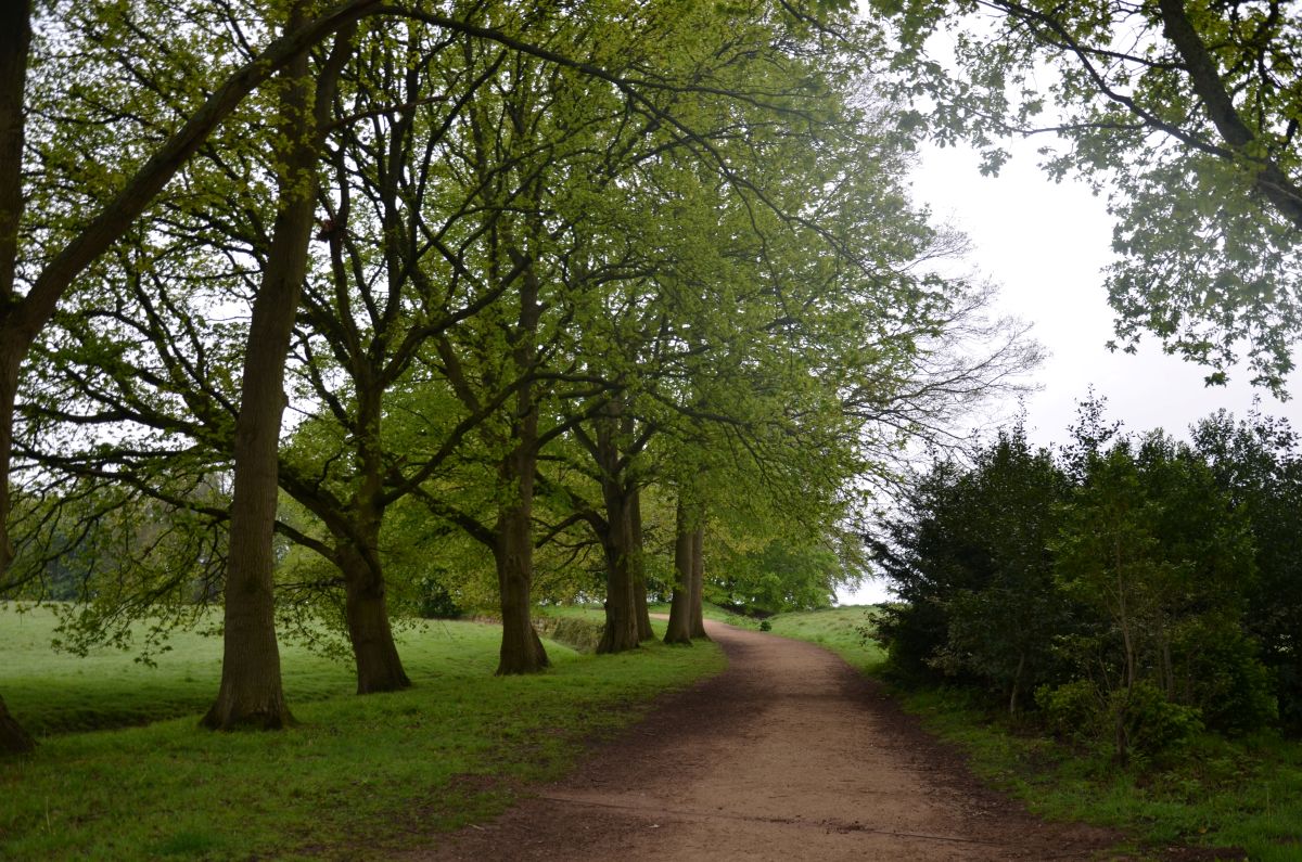 Wood path in Kedleston estate