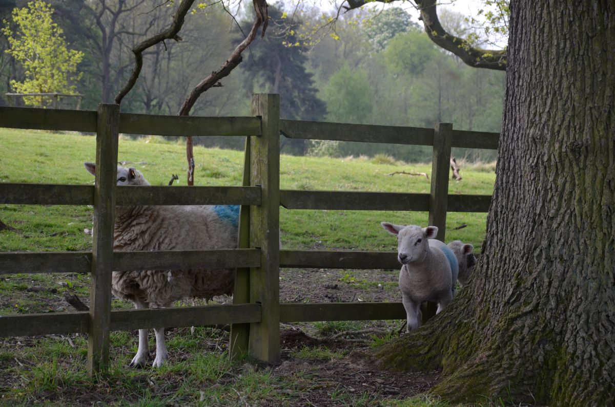 Little lamb in the estate of Hardwick