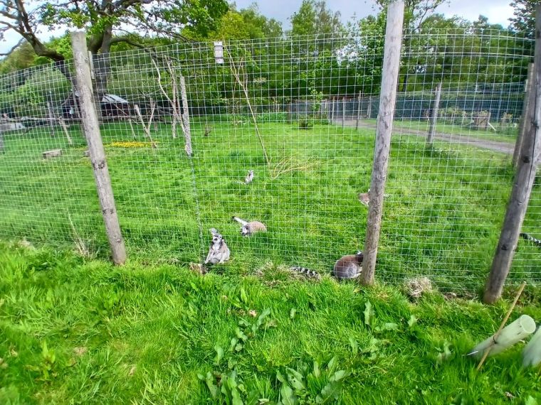 The lemurs at the Lake District Wildlife Park
