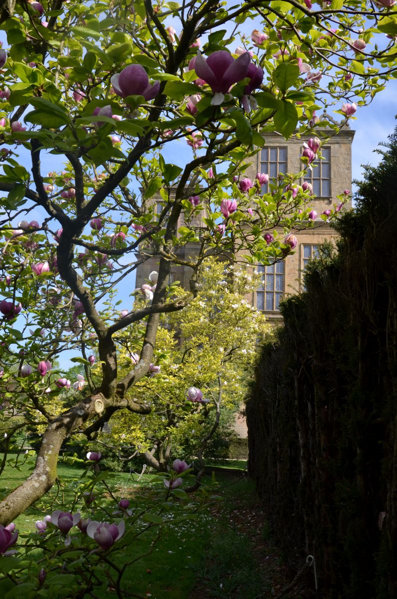 Magnolia Tree in Hardwick garden