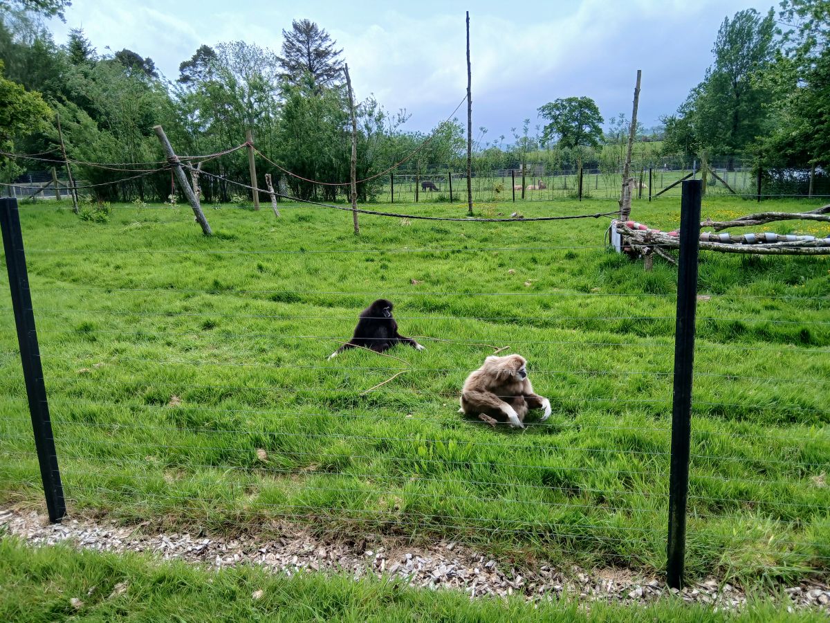Two monkeys sat at the Lake District Wildlife Park