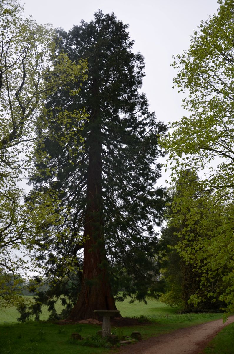 Old tree in the estate of Kedleston