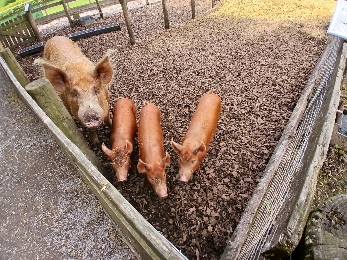 Visiting the Lake District Wildlife Park: A Family Day&nbsp;Out