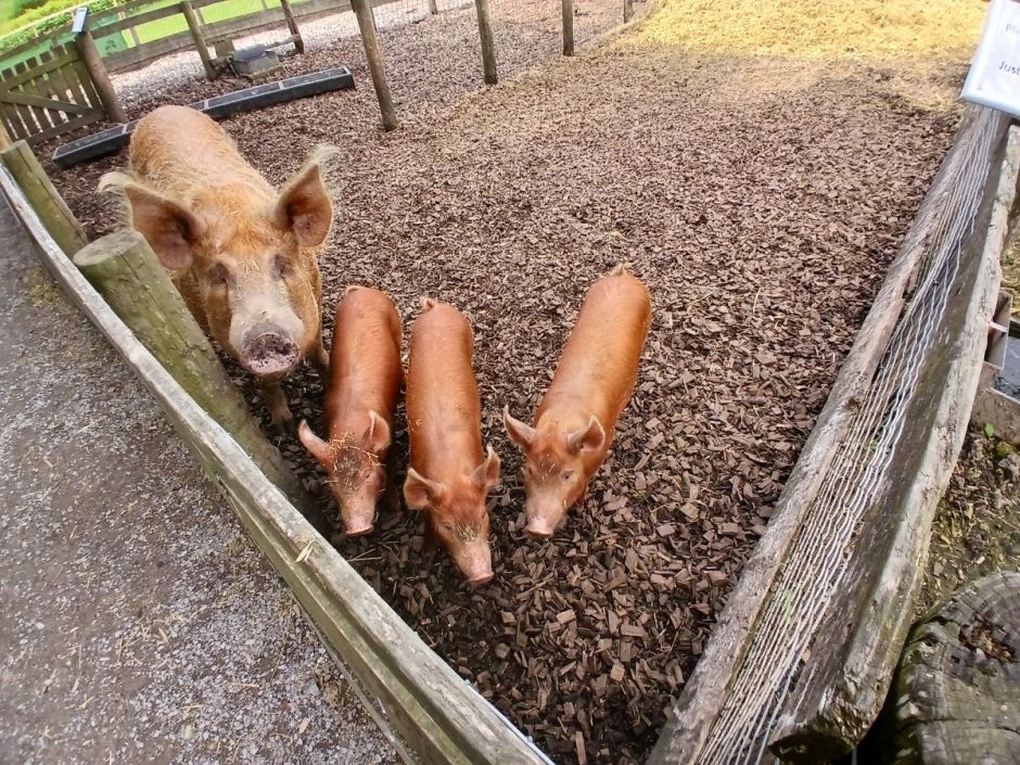pigs at the Lake District Wildlife Park