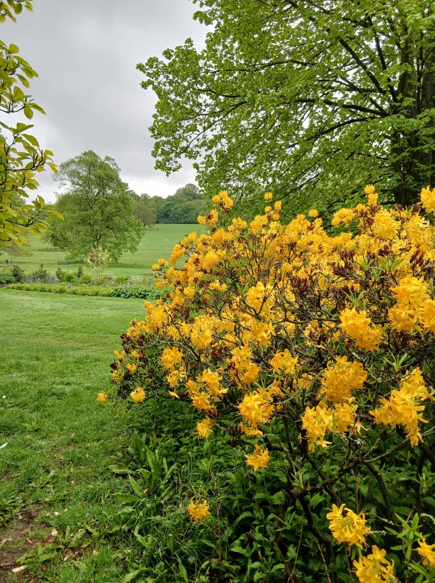 Rhododentron trees in the formal garden of Kedleston