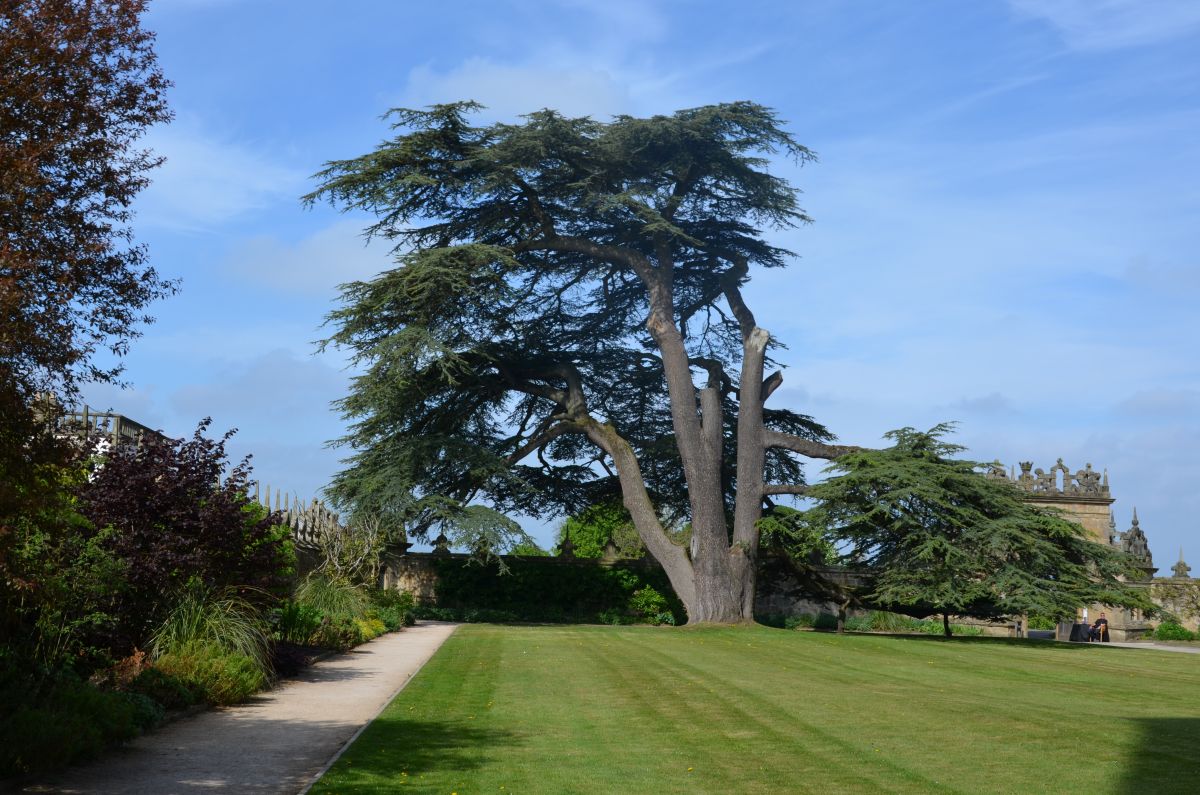 Stunning tree in Hardwick