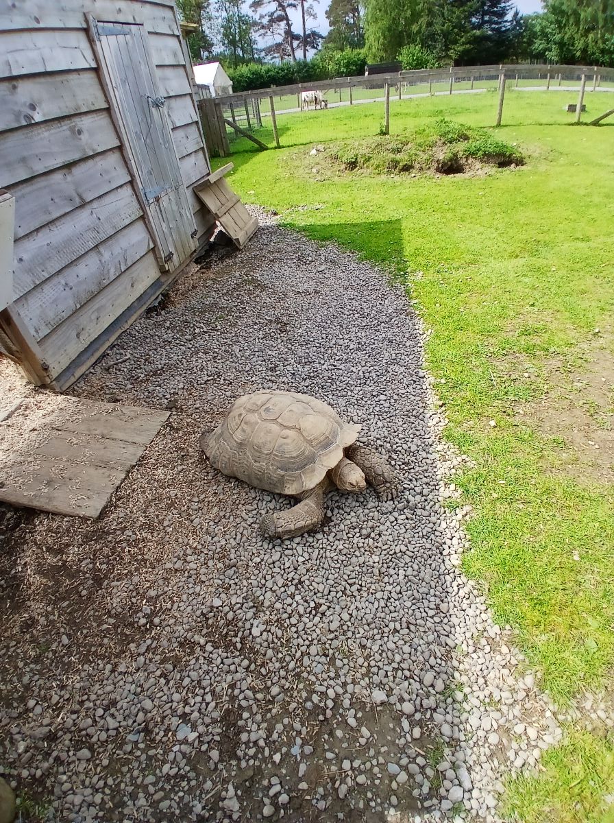 Turtles at the Lake District Wildlife Park