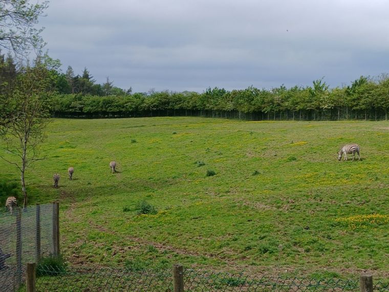 The zebras the the Lake District Wildlife park