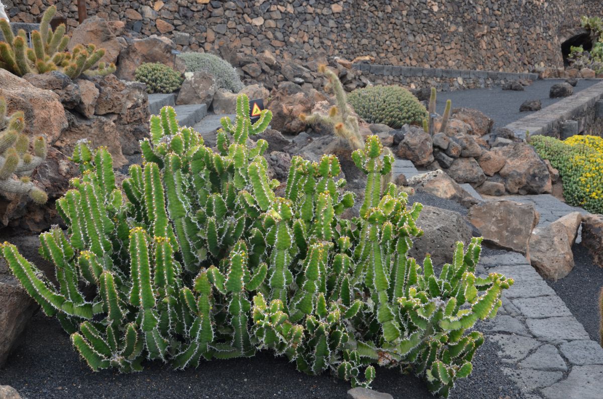 cactus