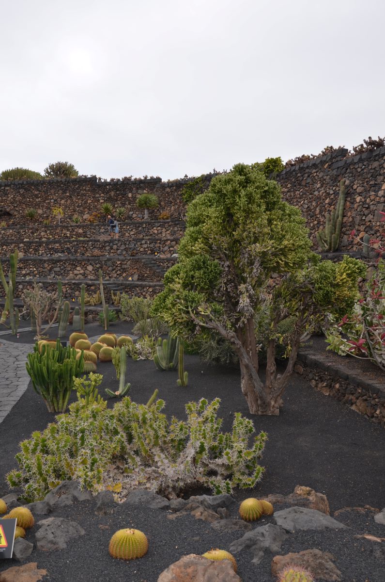 cactus trees