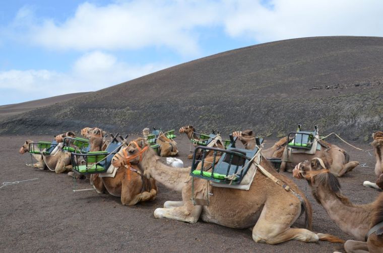 Caravan of camels in Lanzarote