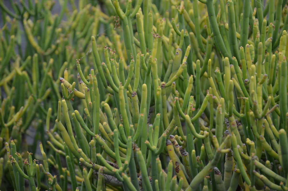Cactus