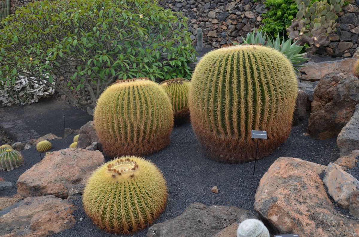 small round cactus
