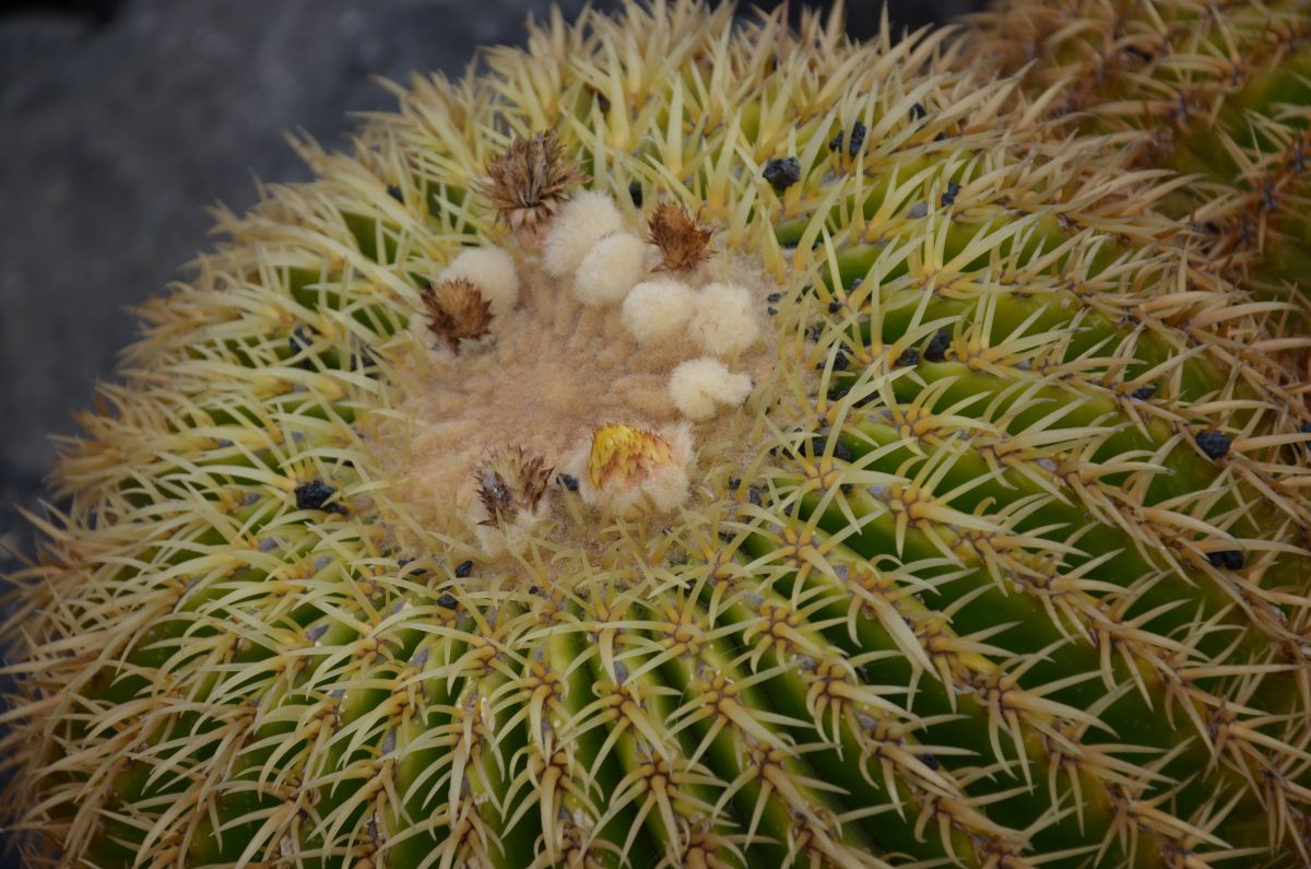 Small flowers on the cactus