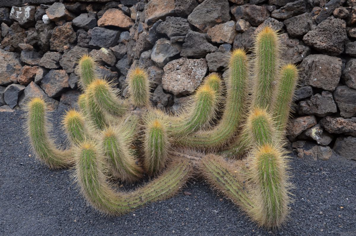 Cactus with spike