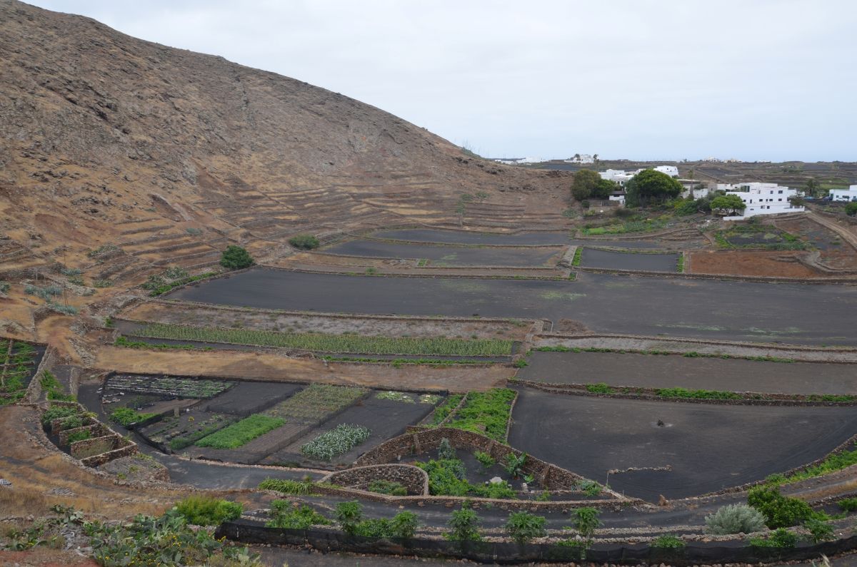 Garden in Lanzarote
