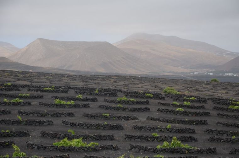 wineyard with mountains in lanzarote